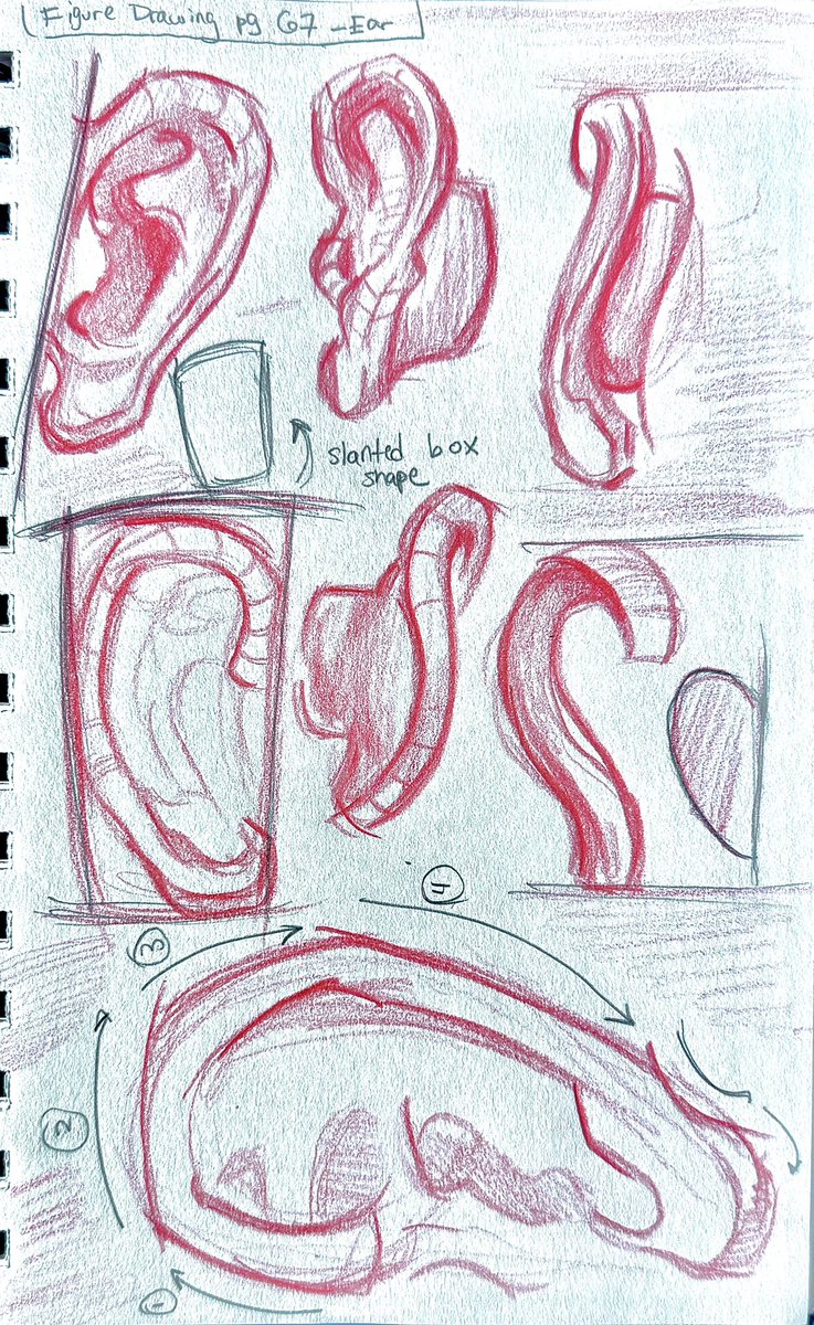 hotrodpotpot's tweet photo. ears ears ears !!!

#study #art #drawing https://t.co/vvN9snecRP