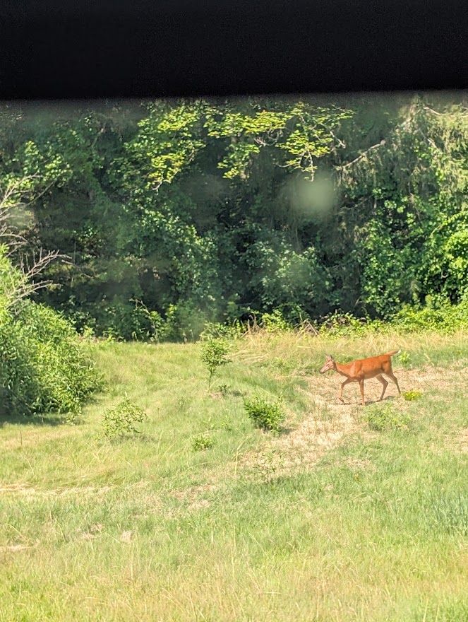 sweetbotanix's tweet photo. This year we have many deer https://t.co/yOyJ7WiCG0