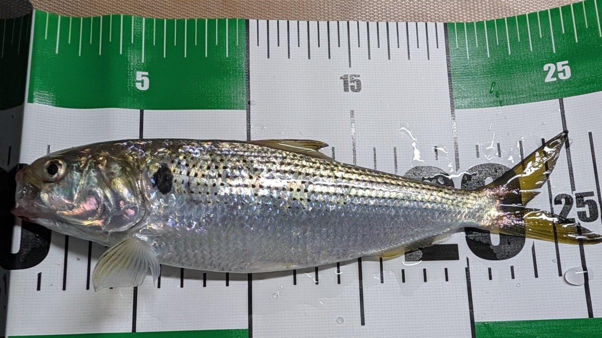 avolon_peko's tweet photo. 今日はコノシロ25センチが釣れた🐟️✨

大潮はイワシの魚群が至る所で見られて、大量だった💕

最近はアジパワーがお気に入り🐟️

初心者にしては良くできた気がする🥰

検見川浜は楽しいね🙌✨ https://t.co/GzWql3fhPC