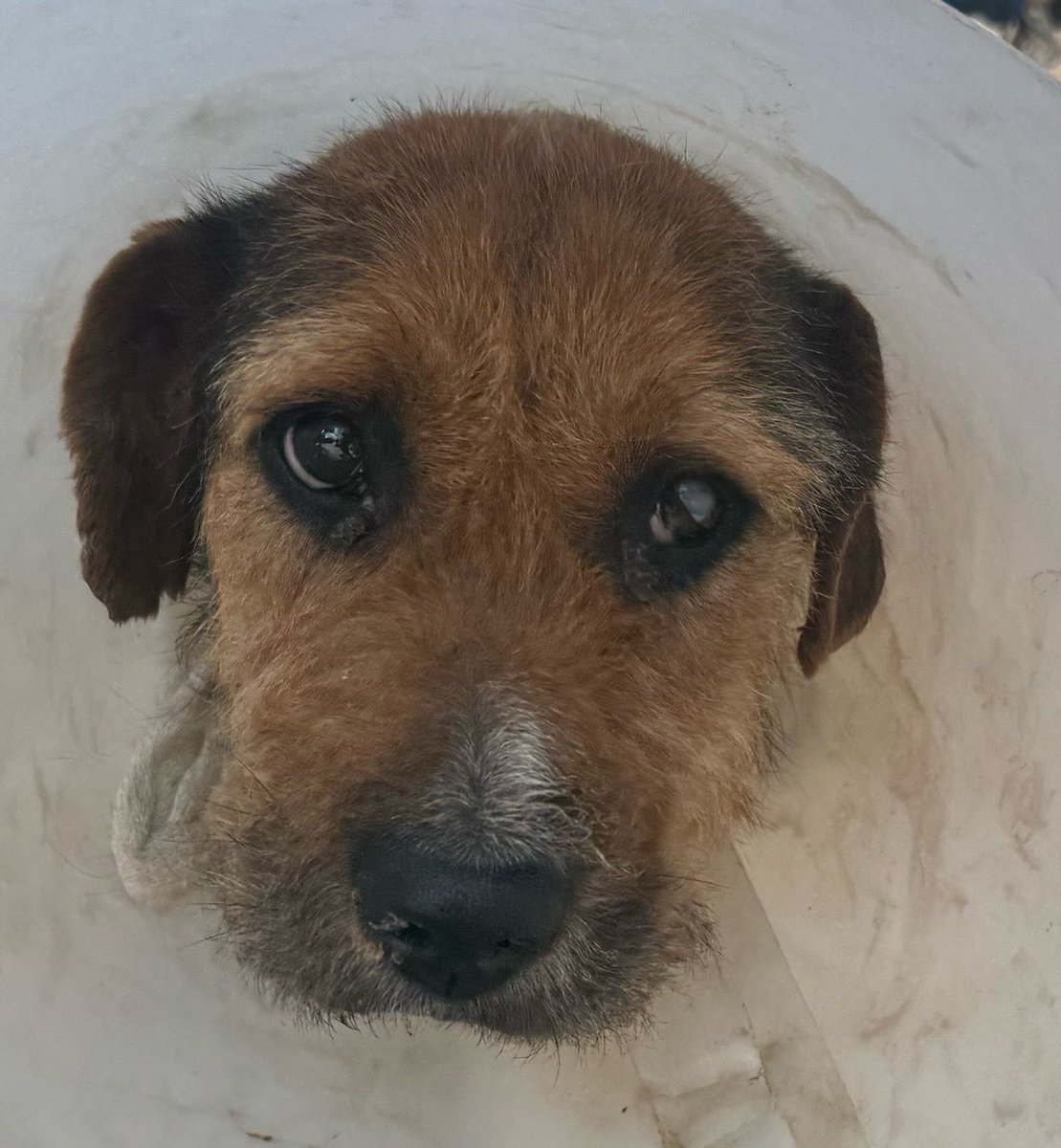 OMFA_Refugio's tweet photo. Lucho fue operado para amputar su pata y también se le encontró un tumor en la zona de las costillas que también fue operado, está en recuperación y va respondiendo bien al tratamiento!! Muchas gracias a los que colaboraron con el y a los que se preocupan preguntando cómo está! https://t.co/kOzAKgpn30