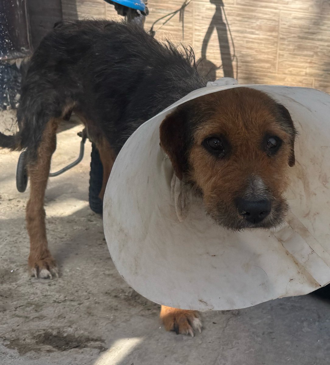 OMFA_Refugio's tweet photo. Lucho fue operado para amputar su pata y también se le encontró un tumor en la zona de las costillas que también fue operado, está en recuperación y va respondiendo bien al tratamiento!! Muchas gracias a los que colaboraron con el y a los que se preocupan preguntando cómo está! https://t.co/kOzAKgpn30