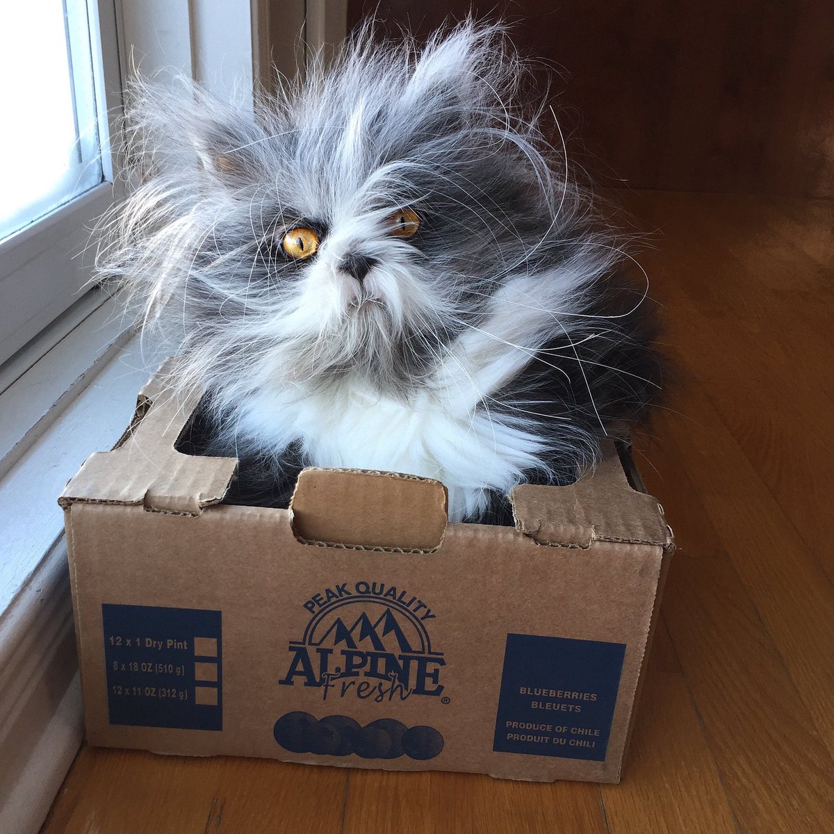 Atchoumthecat's tweet photo. New day, new box! 📦
Happy Sunday, everyone!! 😸❤️

Nouvelle journée, nouvelle boîte! 📦
Bon dimanche tout le monde!! 😸❤️ https://t.co/fSbEw7mHb0