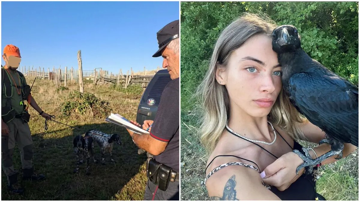 enpaonlus's tweet photo. Caldarola (MC). Morla, femmina di corvo imperiale, uccisa a fucilate da un cacciatore mentre sta tornando tra le braccia della  padrona. Era abituata a volare libera per poi tornare. Cacciatore denunciato, fucile sequestrato, sospensione della licenza di caccia. Troppo poco! https://t.co/JH1LG1OZ1R