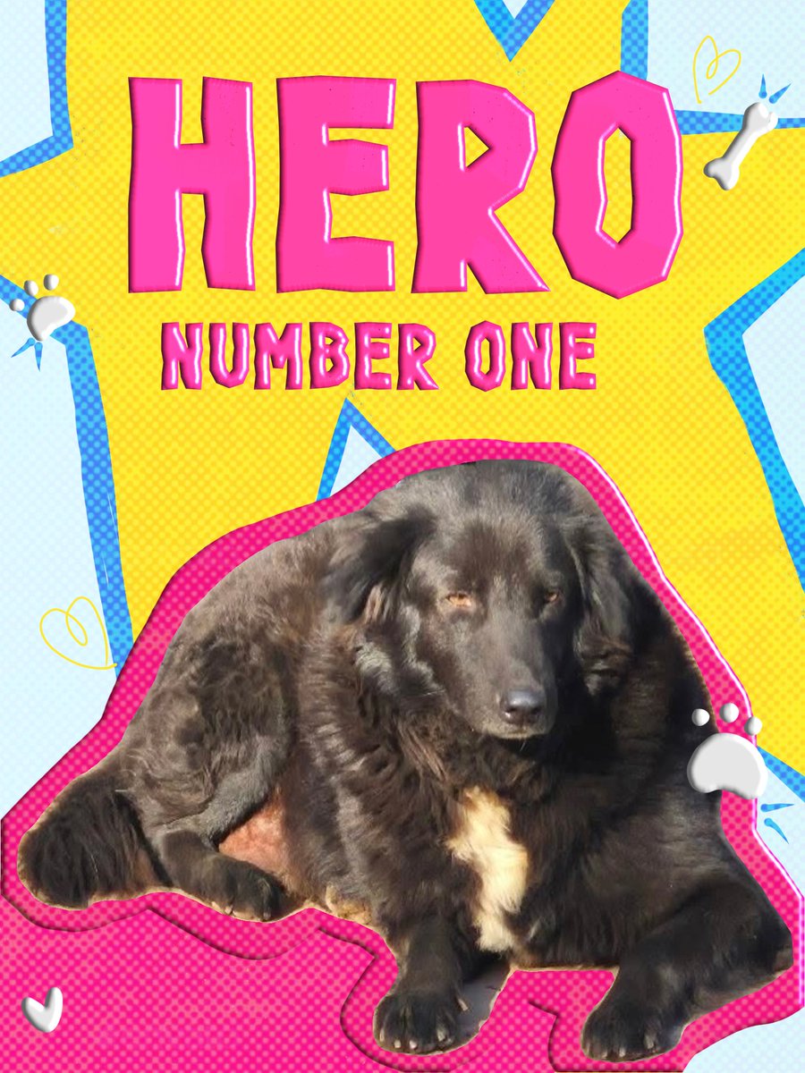 misoscoup's tweet photo. hero deserves more publicity even if i don't like malviya nagar much

#fatdogsofdelhi https://t.co/s2xdnbeOQf