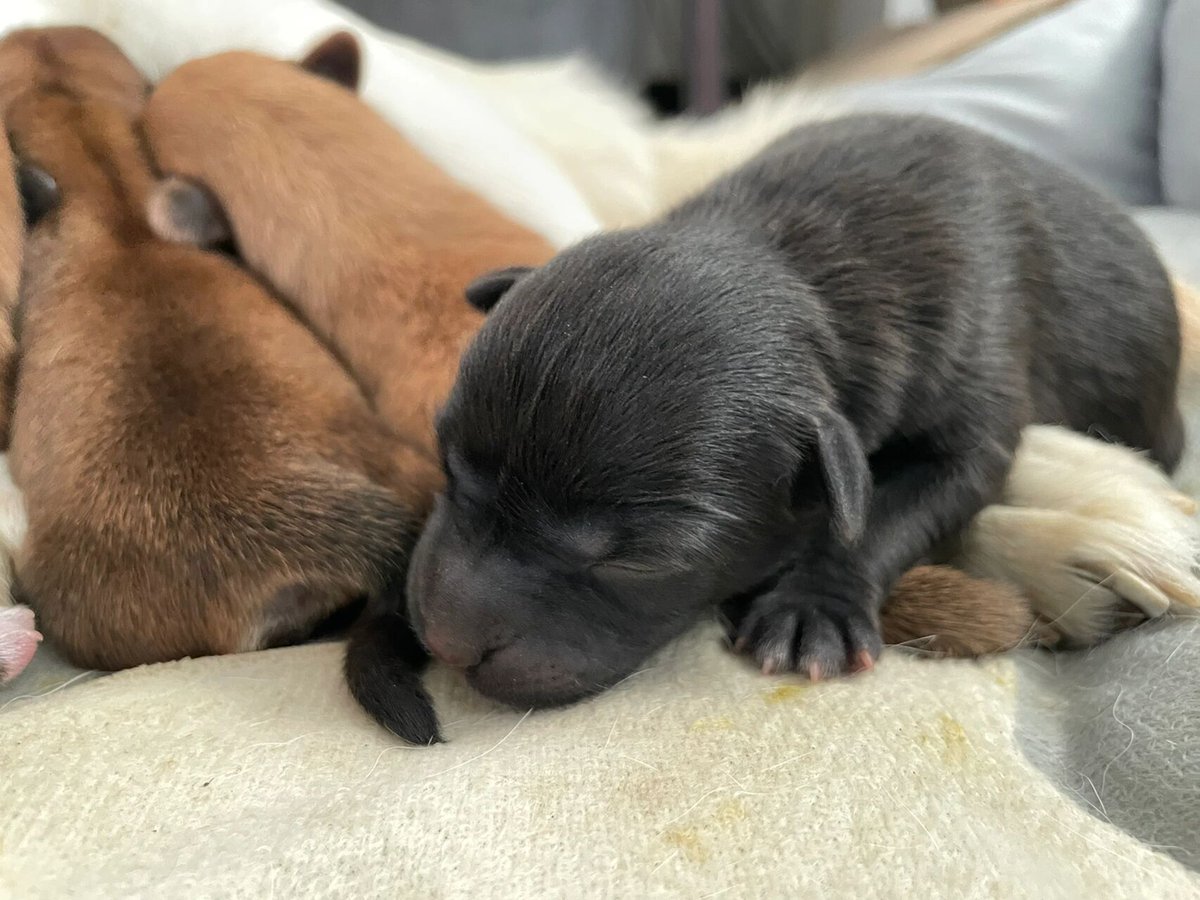 ShaundaDepetro's tweet photo. Mira cómo mi peludo crece cada día! De un perrito chiquitín a un compaero inseparable.  El crecimiento trae mil momentos felices que atesorar forever. （翻译：看看我的毛孩子每天都在长大！从一只小不点狗狗变成了形影不离的伙伴。成长带来了无数值得珍藏的快乐瞬间） https://t.co/8Ufvx0QAQY
