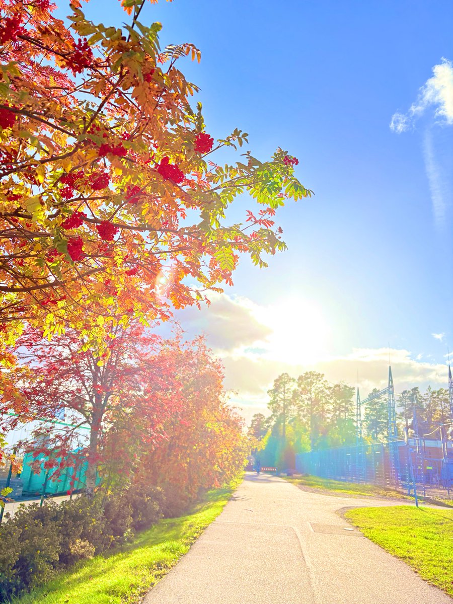 SMYhourglass's tweet photo. あげるものがないので、スウェーデンより秋をお届けします🍁 https://t.co/v4xS6EUX4W