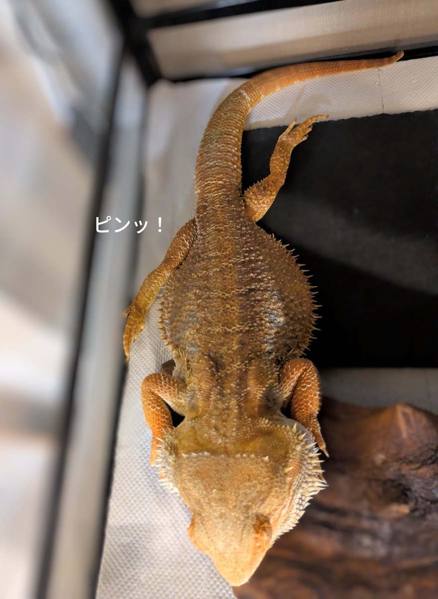 rono_happy's tweet photo. 今夜の寝顔💤

見事な開脚✨
つま先までキレイに伸びてます。

#フトアゴヒゲトカゲ #寝顔 https://t.co/r5vvzEt0iq