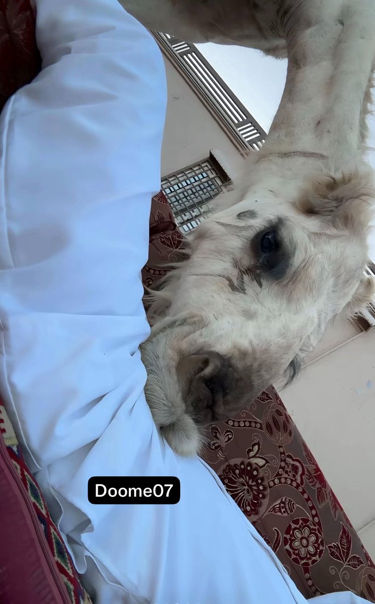 Doome07's tweet photo. وش تبي ذي https://t.co/JCcpbASdu7