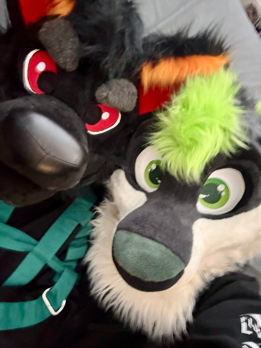 ZephTheWolf's tweet photo. I thiiiiiink he might be a bit grumpy.... should keep him in there longer until he calms down :3 

🐺 @TuxedoTheFusky 

#StraitjacketSunday https://t.co/6BDA1Iz7Zl