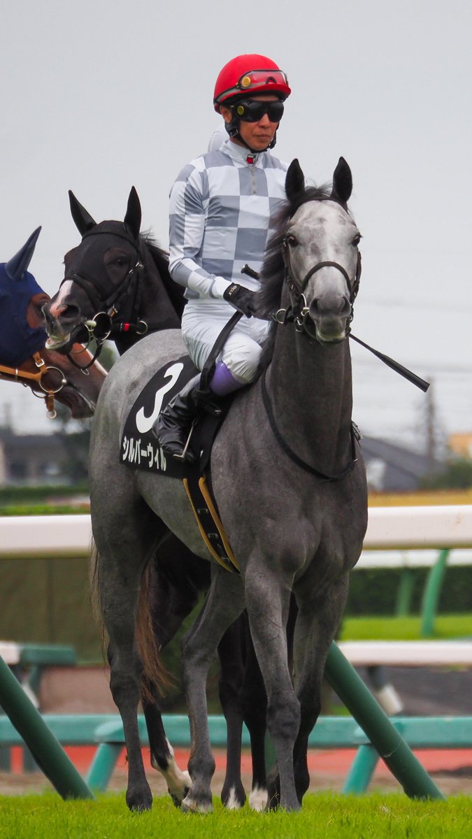f_ltdexp_race's tweet photo. 2026.9.27
中山競馬場9R  サフラン賞
シルバーウィル  武豊騎手

めちゃくちゃ見てくるやん https://t.co/KntSpOblw6