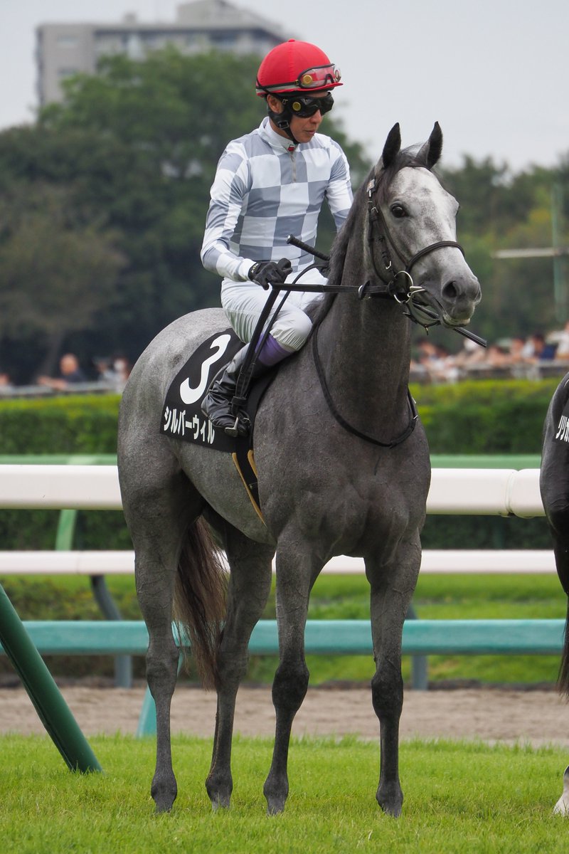 f_ltdexp_race's tweet photo. 2026.9.27
中山競馬場9R  サフラン賞
シルバーウィル  武豊騎手

めちゃくちゃ見てくるやん https://t.co/KntSpOblw6