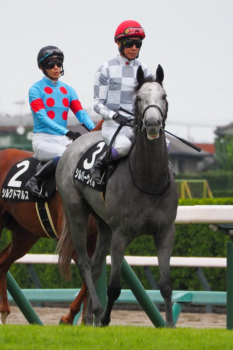 f_ltdexp_race's tweet photo. 2026.9.27
中山競馬場9R  サフラン賞
シルバーウィル  武豊騎手

めちゃくちゃ見てくるやん https://t.co/KntSpOblw6