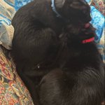 Photo by Boots and Binx: bonded bros (@BootsBinx)