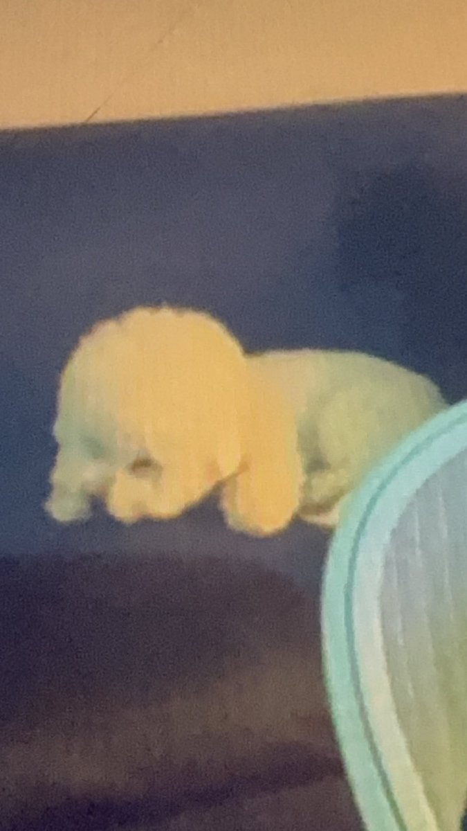 bemyhyunmin's tweet photo. Ang cute ni monggeul >_< tamang chill lang siya sa likod ackk https://t.co/m6c0wIaL04