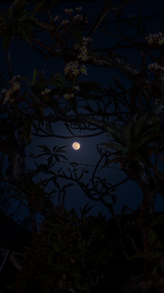 bnfima's tweet photo. 260927

day 16 - 99%
full moon+, harvest moon
377,226 km from earth

and frangipani https://t.co/dprsR2AShF