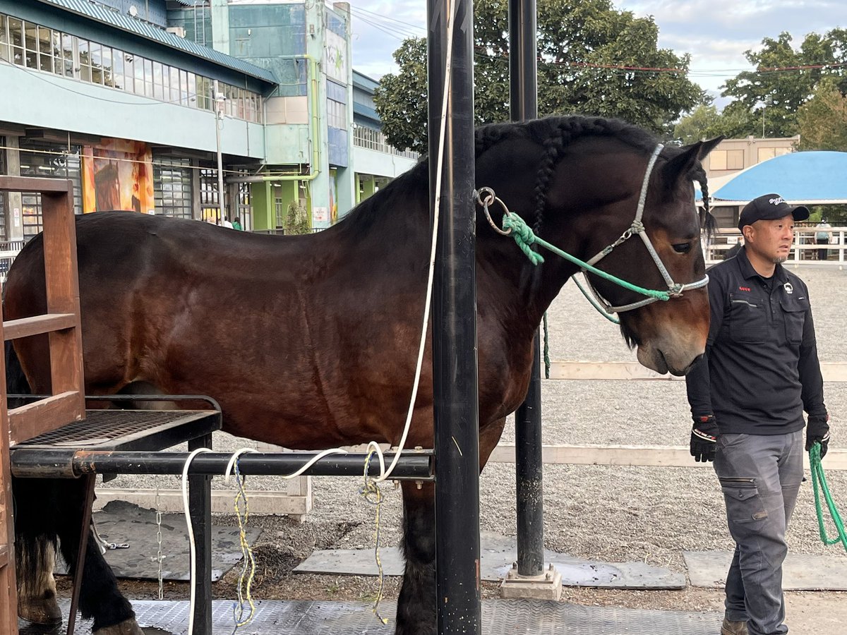 charloss_jp's tweet photo. ばんえい競馬いってきたけどまじで馬がデカくてかっこ良かった！
ちゃんと外しましたw https://t.co/Zhdpw9iSUL