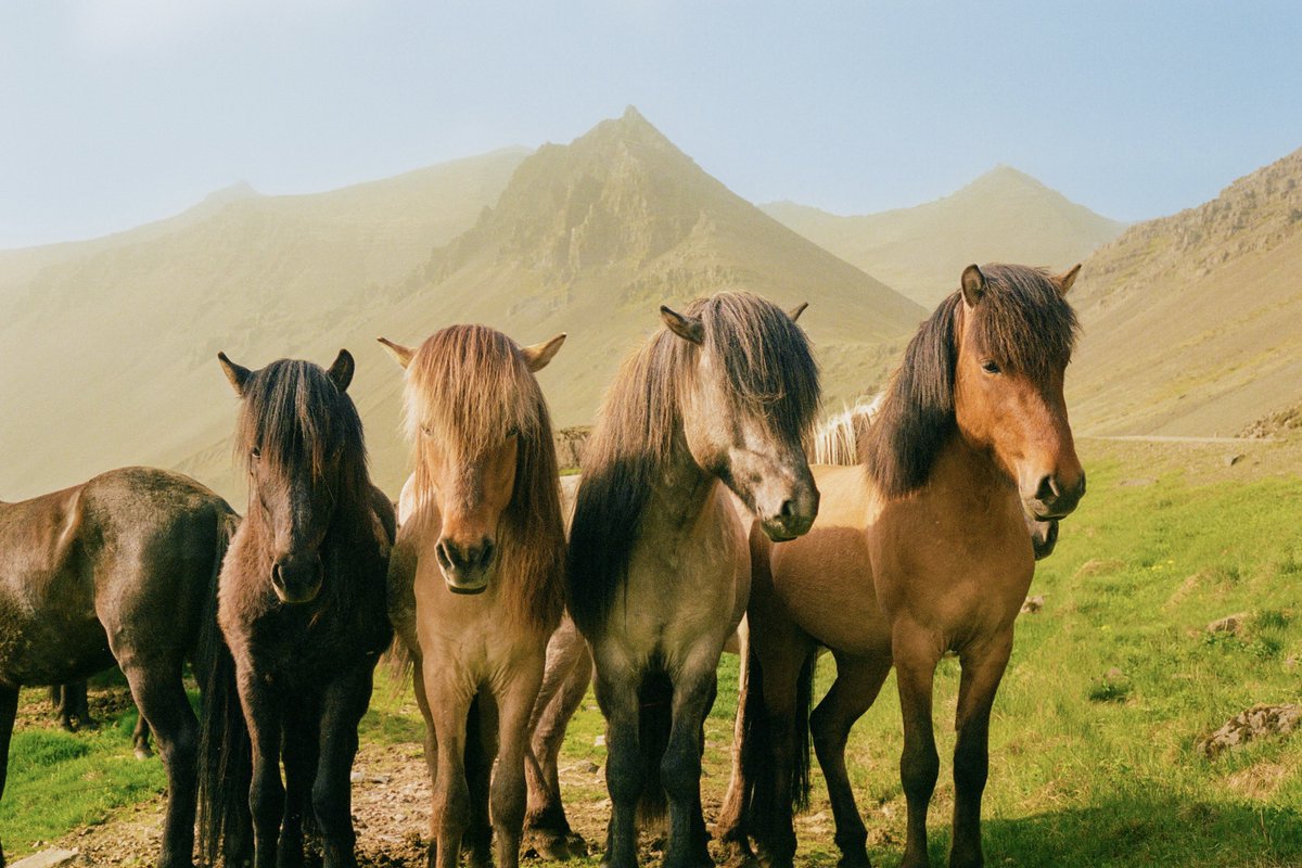 AlexKittoe's tweet photo. Iceland on 35mm 🎞️ https://t.co/xzJsNbpVgC