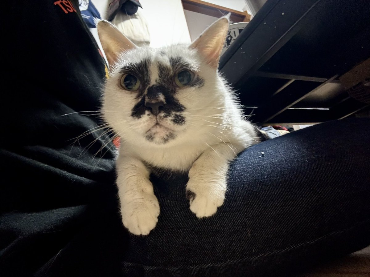 muddycat_atami's tweet photo. もう寝るでよ！ https://t.co/3Huu89NjQj