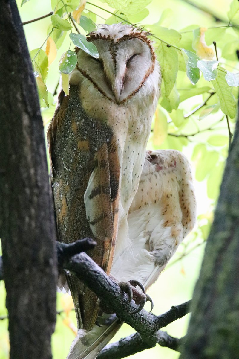 sofiQayoom's tweet photo. Barn Owl...

#Birdsofbaramulla
Kashmir 

@IndiAves @birdsoftheworld @Canon_India @NatureIn_Focus @rrRumbo @BirdLife_News https://t.co/49ekXVMatq