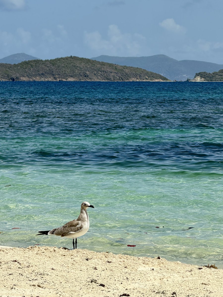 PatriciaSchaefR's tweet photo. #LaVida está llena de momentos con los que podemos crear bellos recuerdos. ¡Feliz domingo! ❤️ #paz #vida #caribe #antillas #saintthomas #momentos #recuerdos #salud #felicidad #respeto #fe #gaviota #mar https://t.co/okswGPFJi7