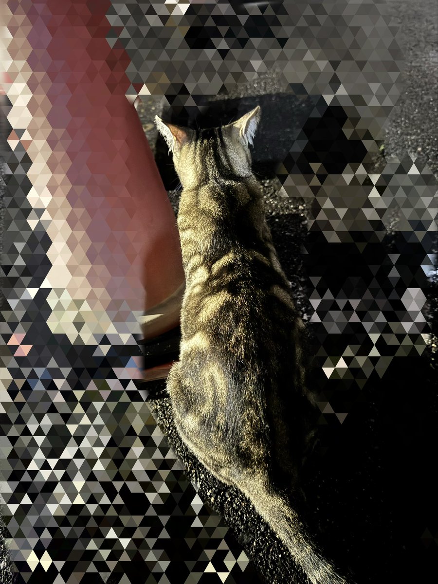 spa__RIRA's tweet photo. お店の近所で多頭飼育崩壊起きてて
1匹ずつ保護を決行してるゾイ

あと12匹ぐらい保護対象の居るから
ボランティアさんと一緒にがんばってるゾイ

猫の下僕になりたい人、
毎日毎日毎日募集してるゾイ

三重県津市だゾイ。
 #保護猫と暮らす  #保護猫譲渡会 https://t.co/V0q4tZafii