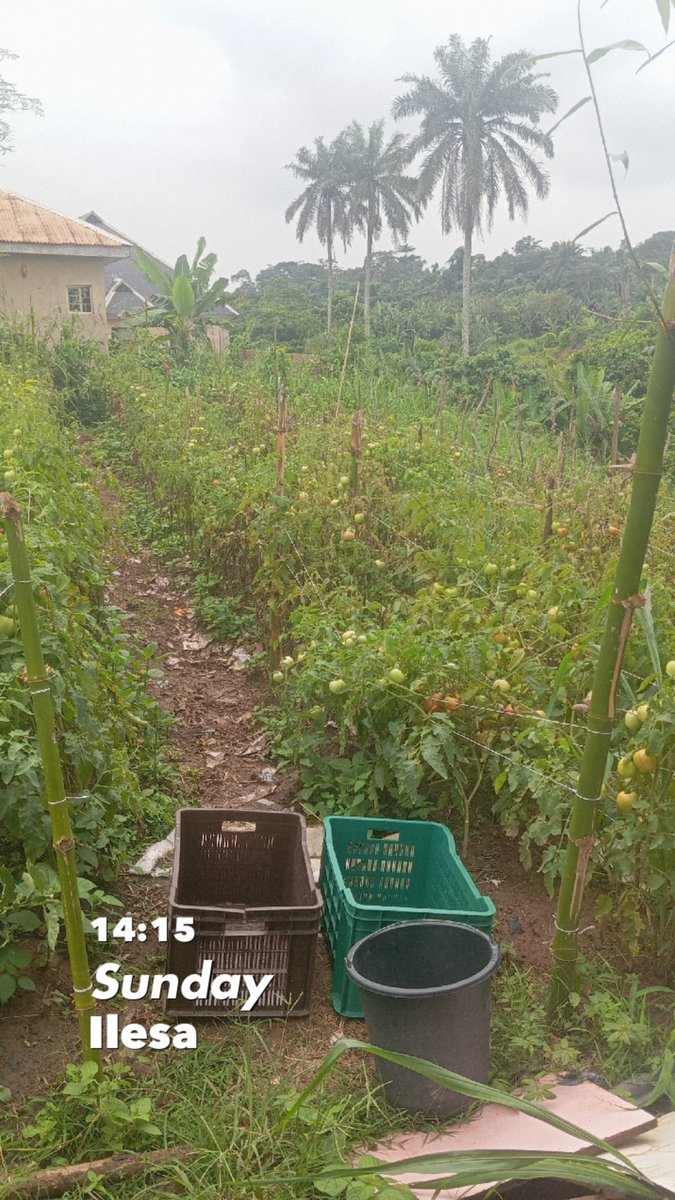 Medayese_Ijesa's tweet photo. I’ll be consistent in sharing my farming journey to encourage young people like me that, you can start even with ¼ of a plot and grow vegetables of your choice
We can build a community of young farmers, to help Osun reduce dependency on food from outside the state
#FarmerMedayese https://t.co/FsRZ0fqYKv