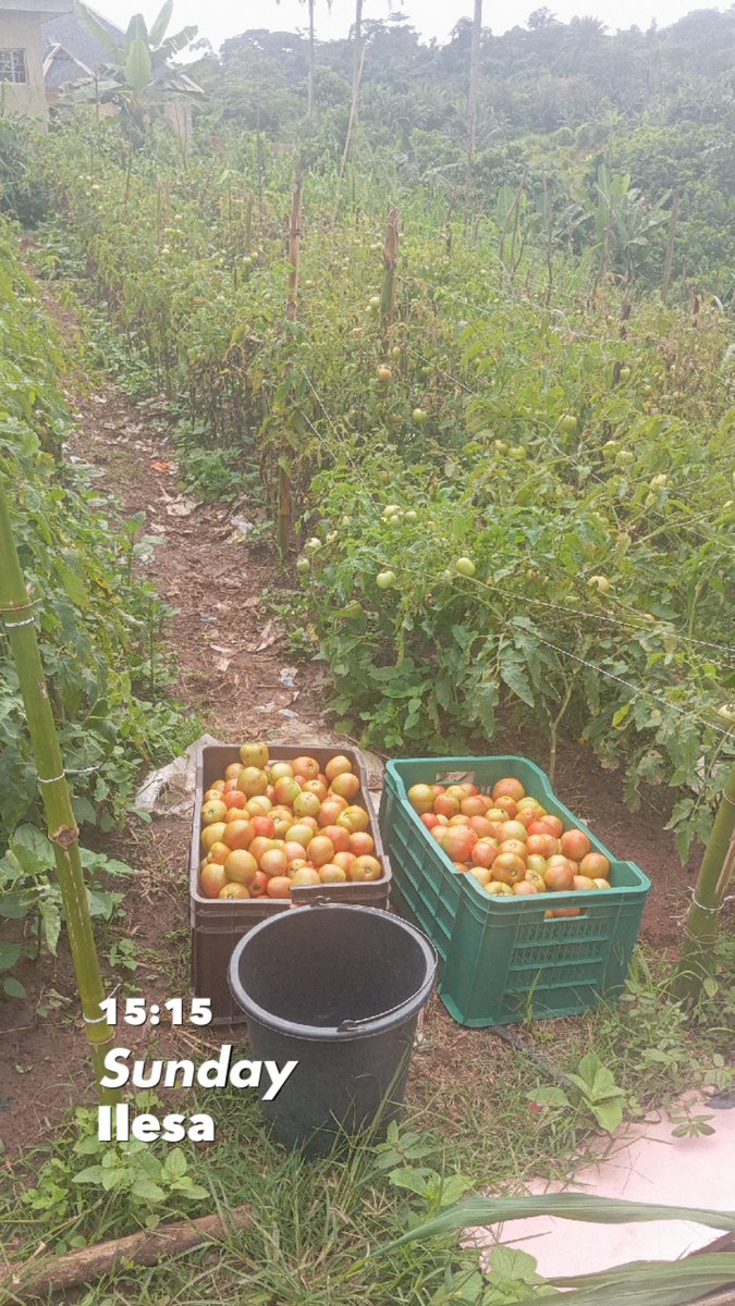 Medayese_Ijesa's tweet photo. I’ll be consistent in sharing my farming journey to encourage young people like me that, you can start even with ¼ of a plot and grow vegetables of your choice
We can build a community of young farmers, to help Osun reduce dependency on food from outside the state
#FarmerMedayese https://t.co/FsRZ0fqYKv