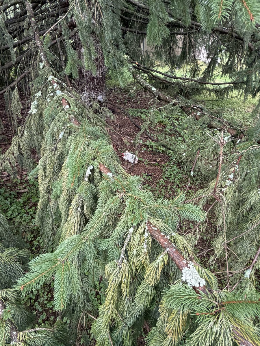 argentumGyve's tweet photo. took a visit out to the lamb that lives under the tree https://t.co/GWWVTXFYSg