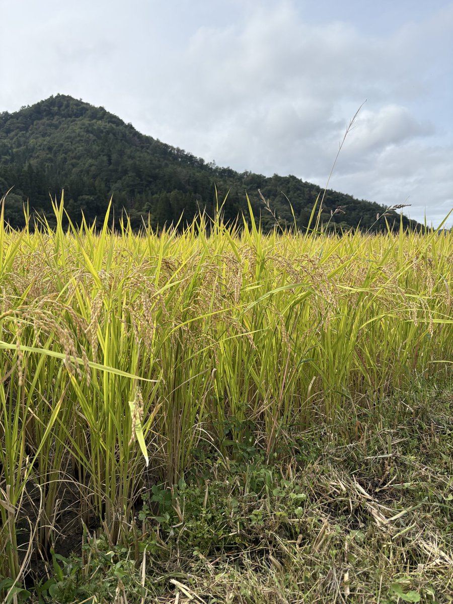 potakoremon's tweet photo. 今日は米鶴酒造さんの稲刈りに参加🌾🌾🌾
直会で美味しい日本酒いっぱい飲んだのに、写真撮るの忘れてた残念。 https://t.co/50BDEzjXFf