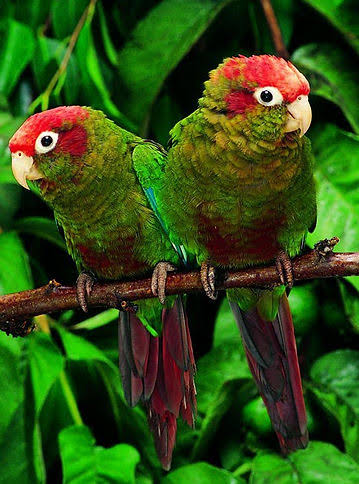 HeloBongiovani's tweet photo. Meio Ambiente : Selva de Pedra, Asfalto e Asas: A Revolução Silenciosa da Avifauna no Coração do Rio

https://t.co/uEfWMD0zM2 https://t.co/P1KNdWlswp
