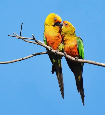 HeloBongiovani's tweet photo. Meio Ambiente : Selva de Pedra, Asfalto e Asas: A Revolução Silenciosa da Avifauna no Coração do Rio

https://t.co/uEfWMD0zM2 https://t.co/P1KNdWlswp