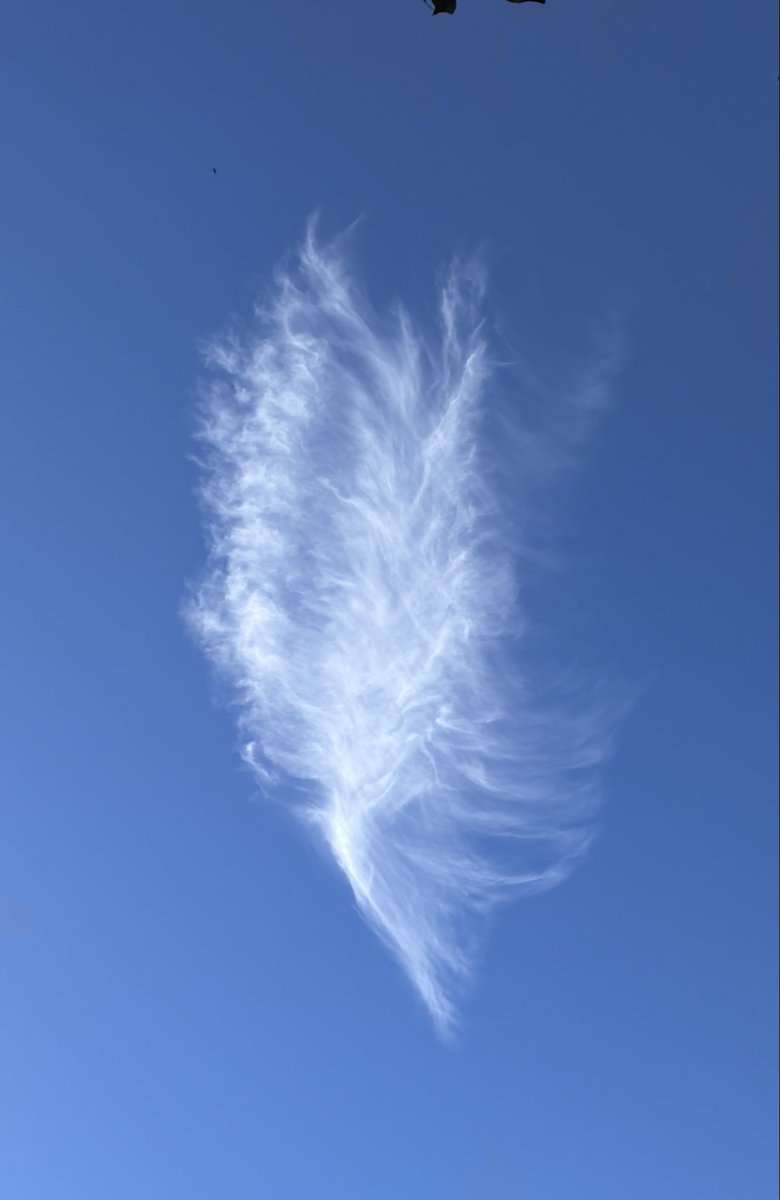 SvenSeifert's tweet photo. Wolke ☁️ sieht aus wie eine Feder 🪶. #Wolke #Himmel https://t.co/7WnoYhVEVB