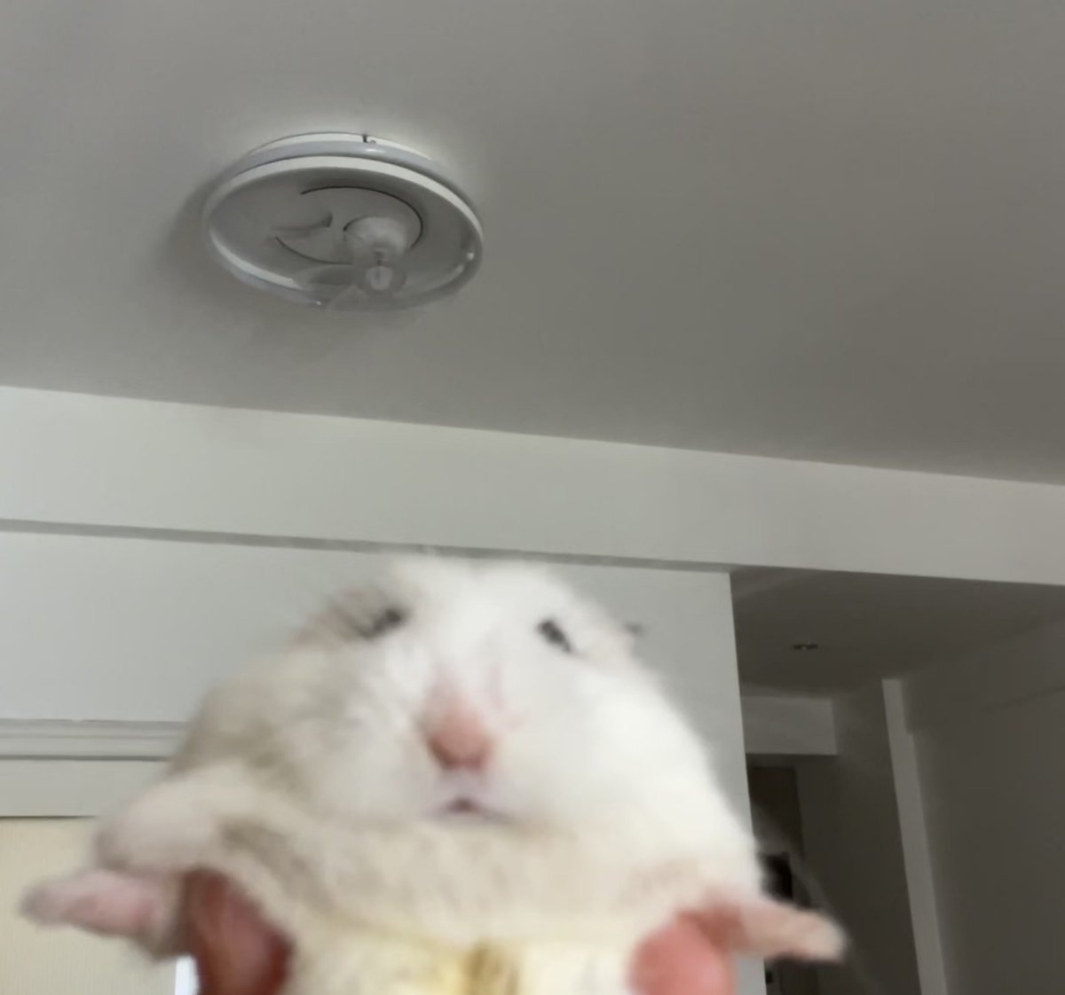 TweetsOfHamster's tweet photo. https://t.co/kYKSB9WS5H