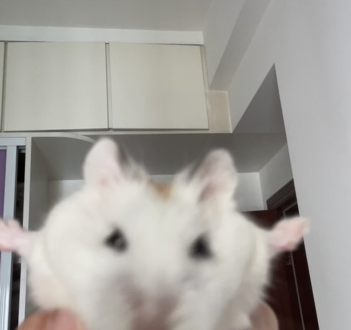 TweetsOfHamster's tweet photo. https://t.co/kYKSB9WS5H