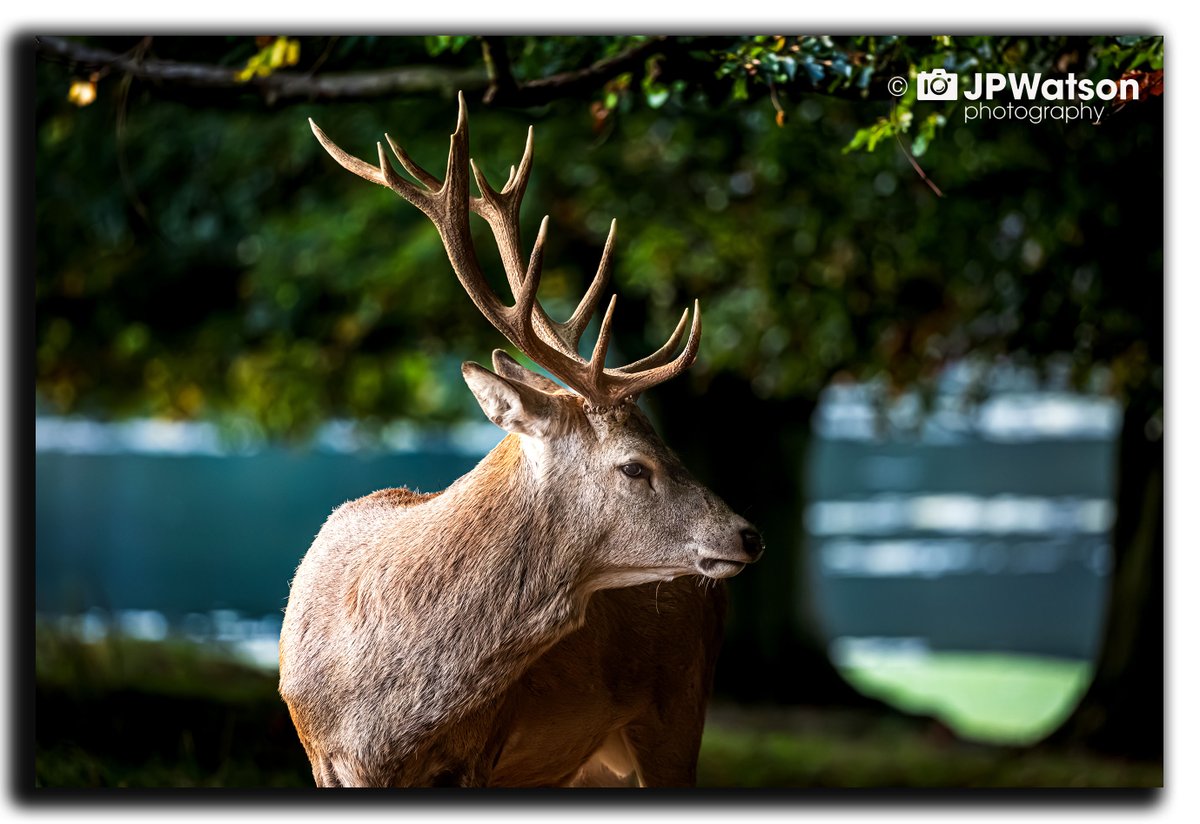 jpwatsonphoto's tweet photo. 🦌 Red Deer Stag Looking Backwards
A magnificent Red Deer stag pauses in the woodland, with the light catching his face and impressive antlers.
Yorkshire wildlife photography from J P Watson Photography.

#Yorkshire #RedDeer #WildlifePhotography #NaturePhotography https://t.co/eMbqYwmZgG