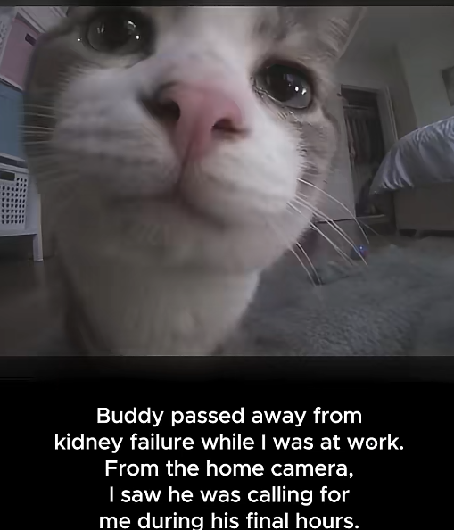 AlnTradesX's tweet photo. This poor owner's cat called Buddy died due to kidney failure while he was away. From work he had to watch his last moments. This is such a sad story. See for yourself, super viral on TikTok.  

https://t.co/nLYUX1i0hj https://t.co/1VhpxxCOZi