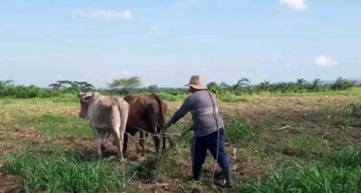 SoloGloritge3s's tweet photo. #ANAPCuba 
En Santiago de Cuba, los campesinos comienzan a  apreciar los beneficios de las transformaciones económicas aplicadas al sector agropecuario, y se comprometen a incrementar la producción de alimentos. 
 https://t.co/XV3dUu3CFQ… Via @Granma_Digital https://t.co/XM65j7mBXw