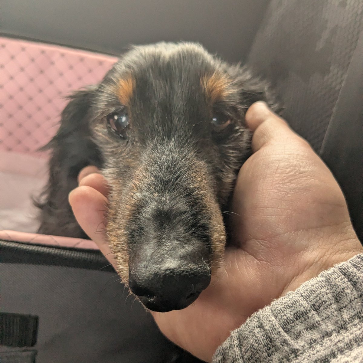 1trLaDOZygy67SI's tweet photo. とらへ

お前がいなくなって4ヶ月が過ぎた
16年も一緒にいたのに
お前がいない生活が普通に思えてきている
薄情だよなと、自分でも思う

お前がいなくなって
ずっと苦しかった。
寂しさ…虚無感…喪失感…
その苦しさが少しずつ薄らいでいる

その代わりに首をもたげてきたのが
会いたい
大好き
…というお前への愛しさ

『愛してる』なんて
そんな言葉じゃ足りない

なんてものを俺に植え付けて逝きやがる
大好きだよバカヤロウ

あー…今日は呑み過ぎた
#とら可愛い相棒