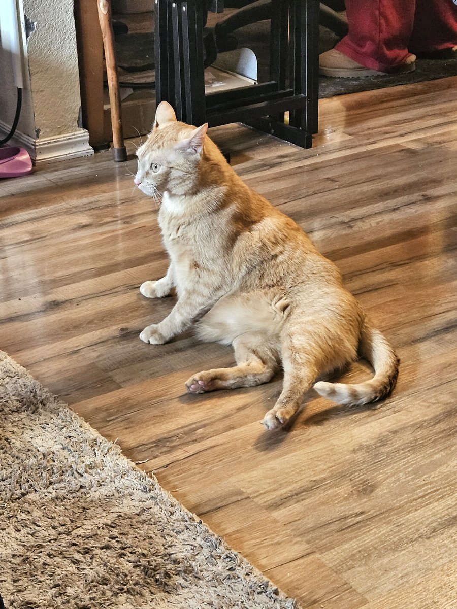 TimmonsCOG's tweet photo. @Kittenwaffin It's caturday, here's my tubby orange man https://t.co/n5xTqjeZWF