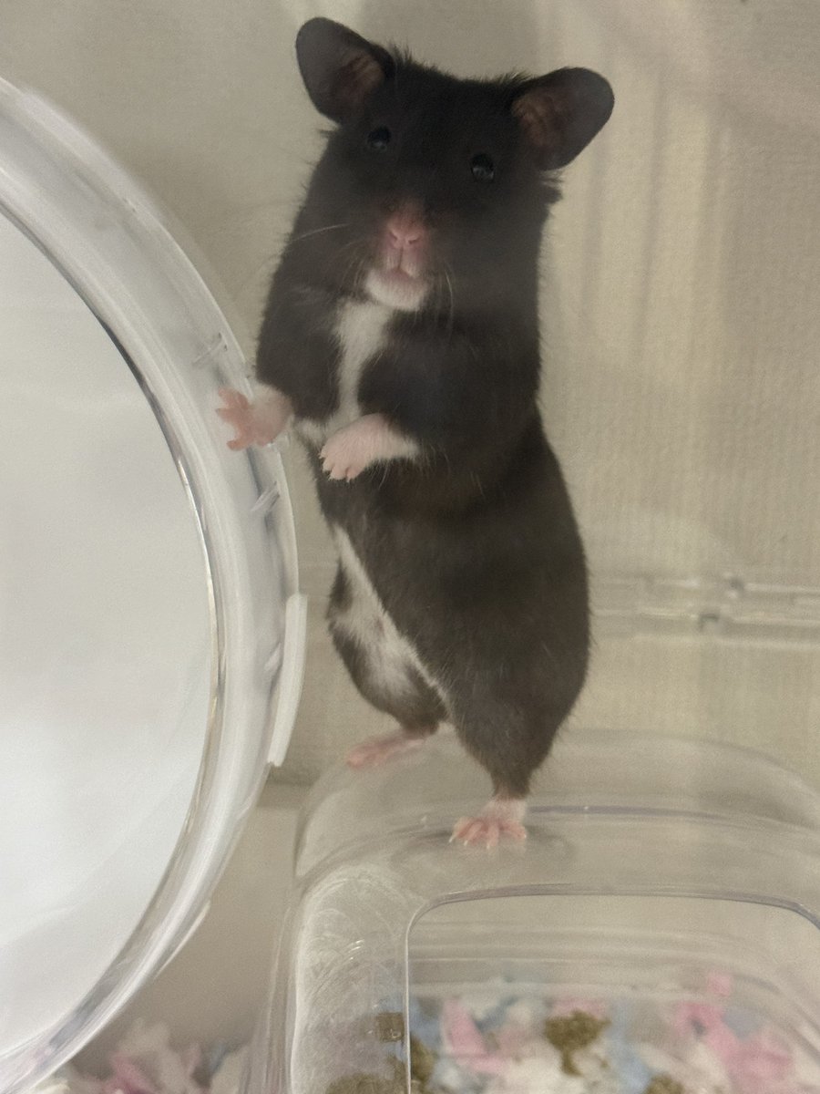 ms2uo0's tweet photo. 🐹滑車は外側から回すものですよ https://t.co/cETcV92UYD