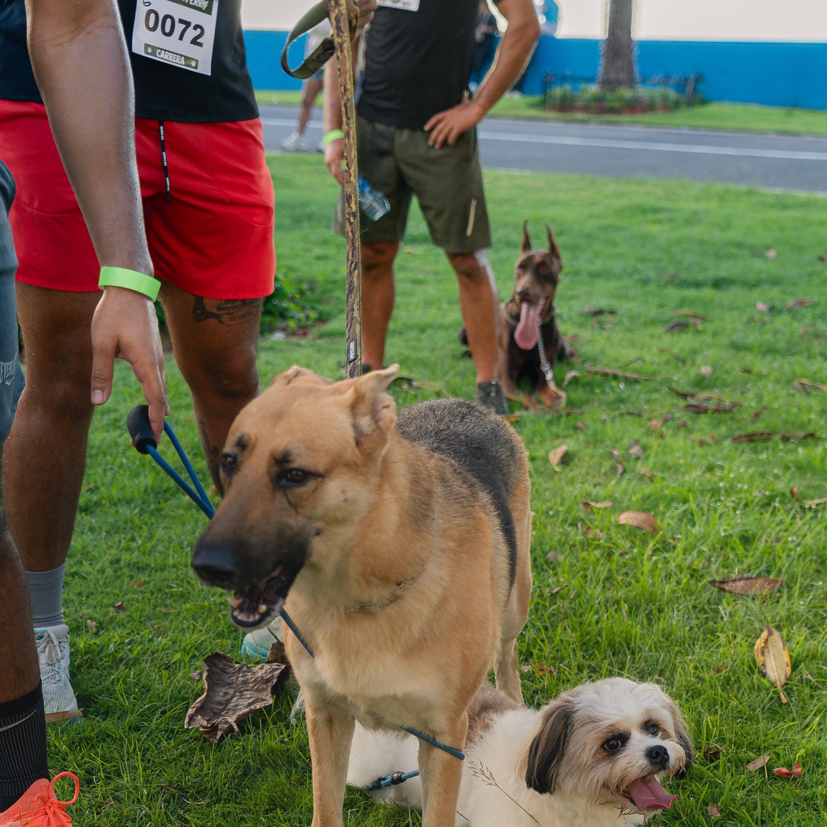 Alltimeseries's tweet photo. Sunday Specials 🐶🐾 🐾 ✨

#cardioconmiperro https://t.co/8mdNRPONVJ