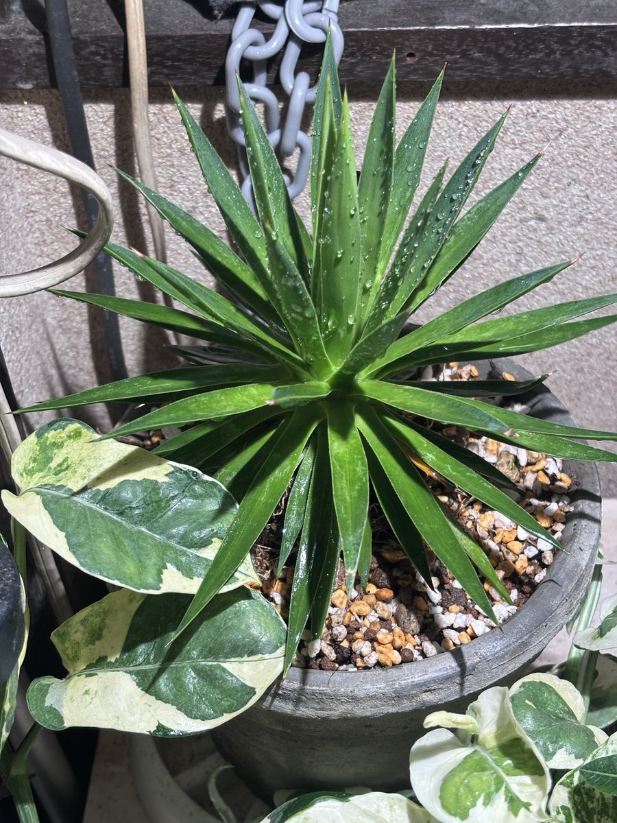 ako32jcw's tweet photo. 本日も植え替え(ぉぃ
笹の雪はそこまでデカくないけど植え替えタイミングだったので。
ルゼドウスキアナは先月植え替えたばっかだけど鉢がまだ小さくて水やりが大変だったのでw https://t.co/AAX2x5Lelb
