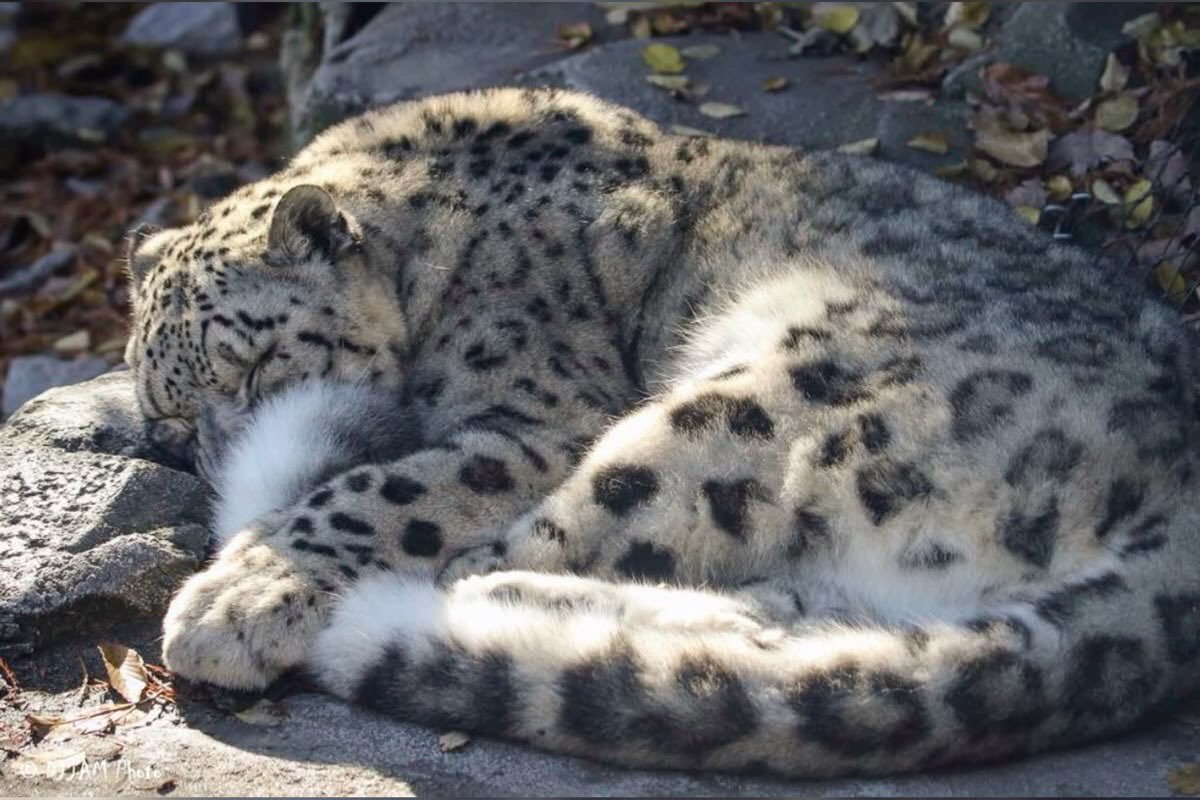 nerdyverz's tweet photo. a snow leopard cuddling it’s tail https://t.co/QLoDUMMOmv