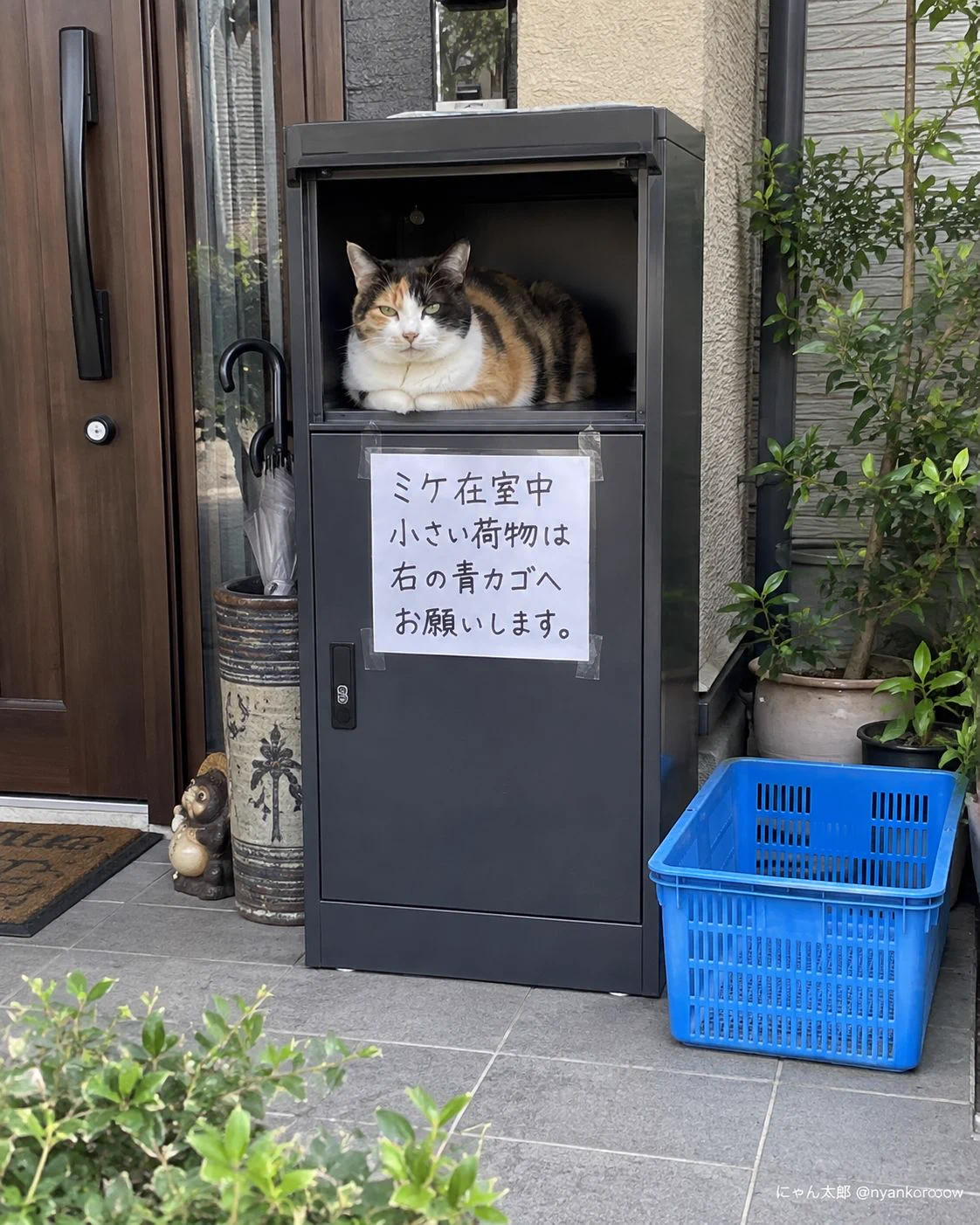 にゃん太郎｜猫画像｜Funny Cats on X: 