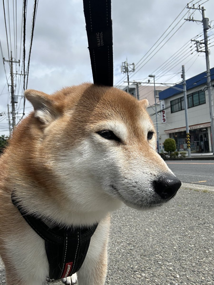 qkpddxd's tweet photo. チロ、チロちゃん、ティロちゃん、チロリアン、二郎、四郎、北川景子、毛、ツチノコ、キツネ、サドル、ひとみ https://t.co/dItt1eCL1K