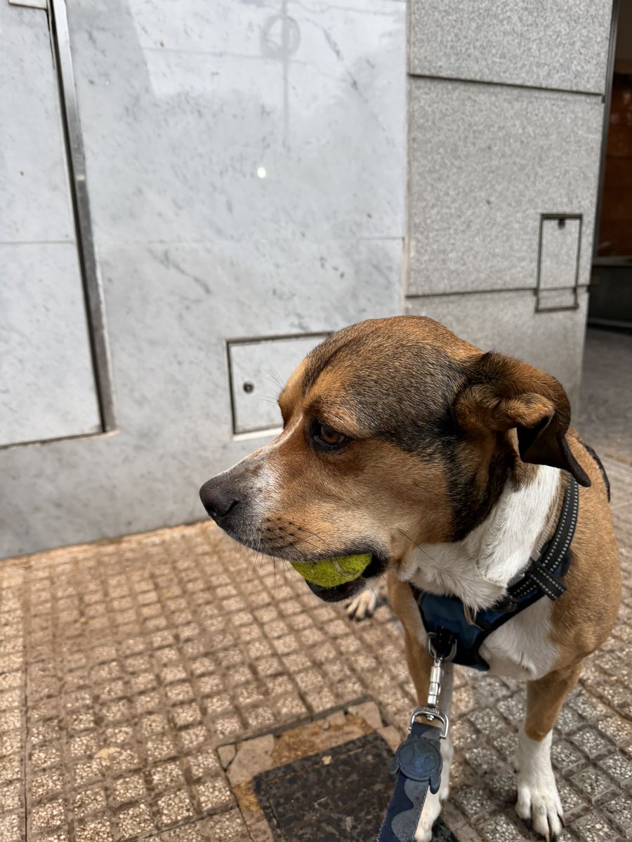 salvinamusica's tweet photo. Se robó una pelota en el parque y sólo la canjeó por un pancito cuando se dio cuenta de que no podía comerlos y retener la pelota al mismo tiempo. #Nume @Mr_Bugman https://t.co/CTe3kMBSNz
