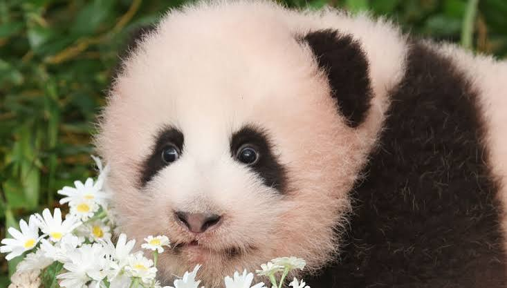 gojodotsol's tweet photo. Korean meta is heating up and Korea’s panda fever has a new face: SHU BAO | 슈바오

Millions of people across Korea have followed the Bao family for years. drawing enormous crowds, millions of views, endless merchandise and a fandom that followed her far beyond the zoo.

Before she even had an official name, her videos were already pulling millions of views. More than 100,000 people joined her naming vote in just six days, with the final vote reaching roughly 220,000 votes.

EXTREMELY VIRAL ALL OVER Korean Tiktok/X/

https://t.co/ENKG1jM3zD

https://t.co/Ntr80ItlAG

https://t.co/gGpxytQa90

https://t.co/Fz2EnFyRpG