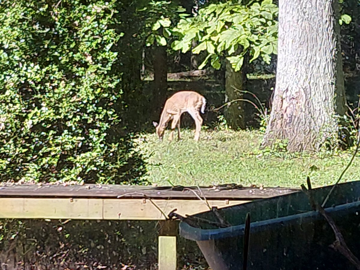 referee2000's tweet photo. This morning we had a friend come to visit our back yard. 🥰 https://t.co/vm7KGq0Oe7