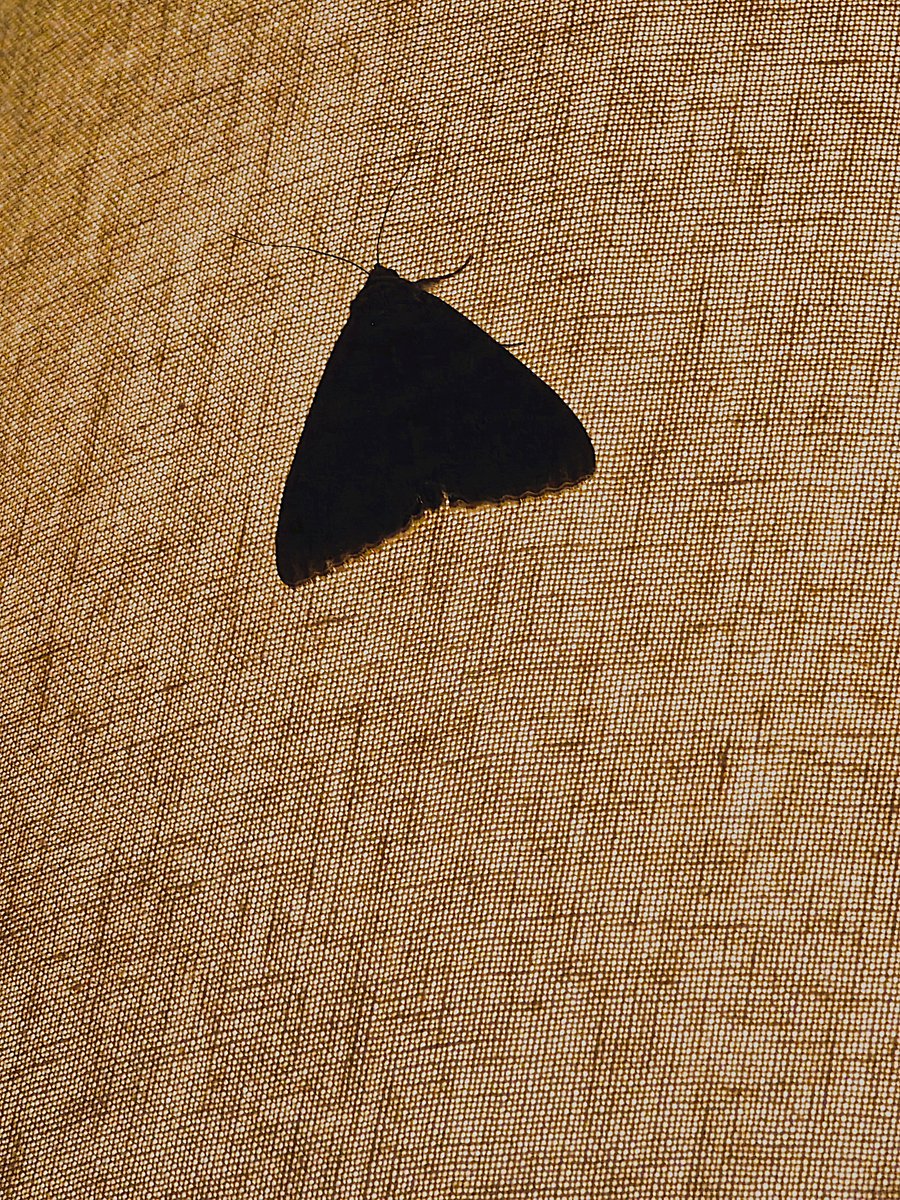 KatySnchez's tweet photo. Polilla negra. Se quedó unos días en la casa rural en la lámpara. #polilla #insecto #hacerfotos #negro https://t.co/AJhQ9rIyy1