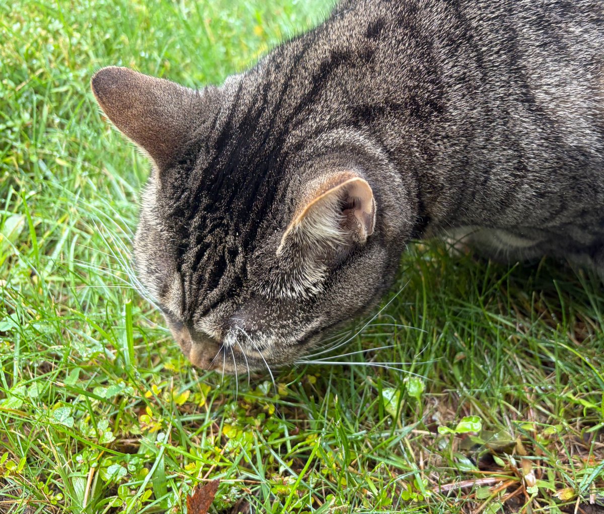 argentumGyve's tweet photo. meow https://t.co/BjPA2pSYUW